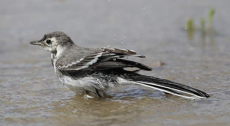 Pied Wagtail Bathing.jpg